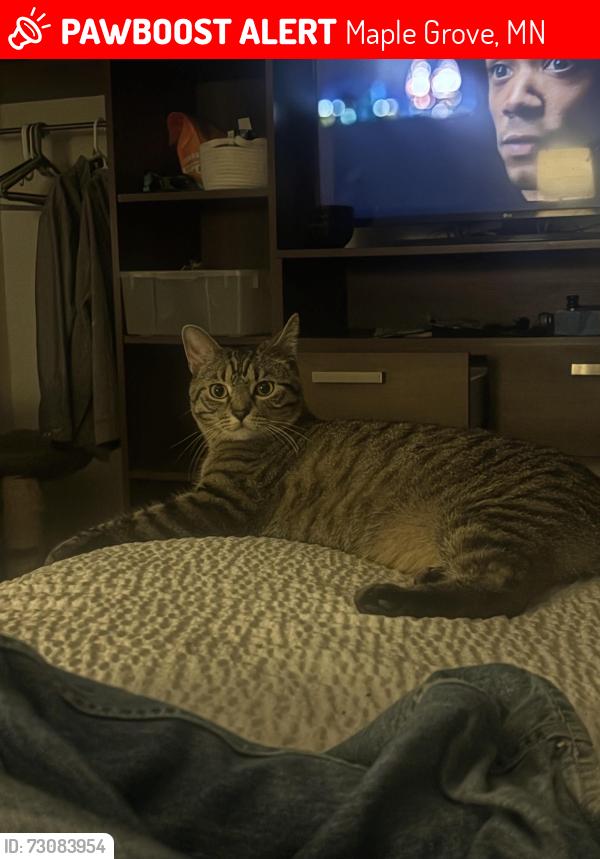 Lost Male Cat last seen Maple grove yard waste, Maple Grove, MN 55369