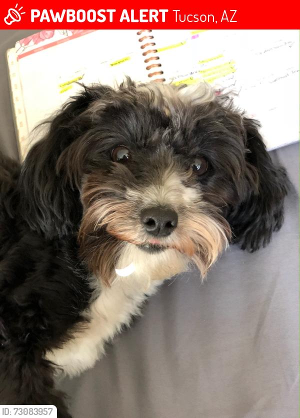 Lost Female Dog last seen Midvale, Tucson, AZ 85746