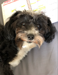 Lost Female Dog last seen Midvale, Tucson, AZ 85746