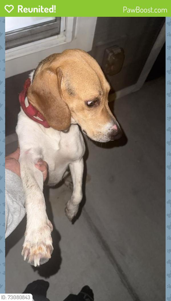 Reunited Male Dog last seen Close the san Mateo crossing apmts, Kissimmee, FL 34744