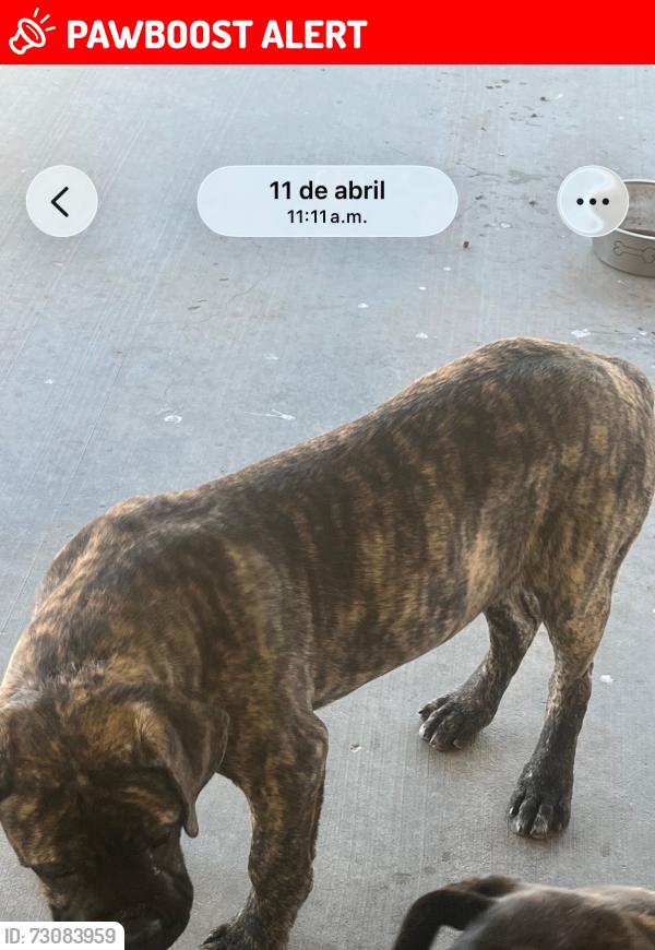 Lost Male Dog last seen Near 156 St Lancaster Ca, Lake Los Angeles, CA 93535