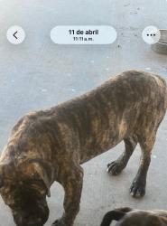 Lost Male Dog last seen Near 156 St Lancaster Ca, Lake Los Angeles, CA 93535