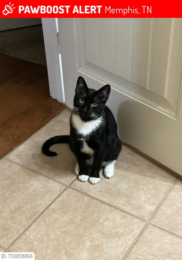 Lost Male Cat last seen N willett, Memphis, TN 38112