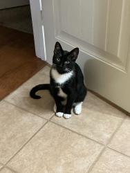 Lost Male Cat last seen N willett, Memphis, TN 38112