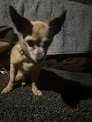 Found/Stray Female Dog last seen 332nd st e Eatonville, off of mountain highway, Pierce County, WA 98328