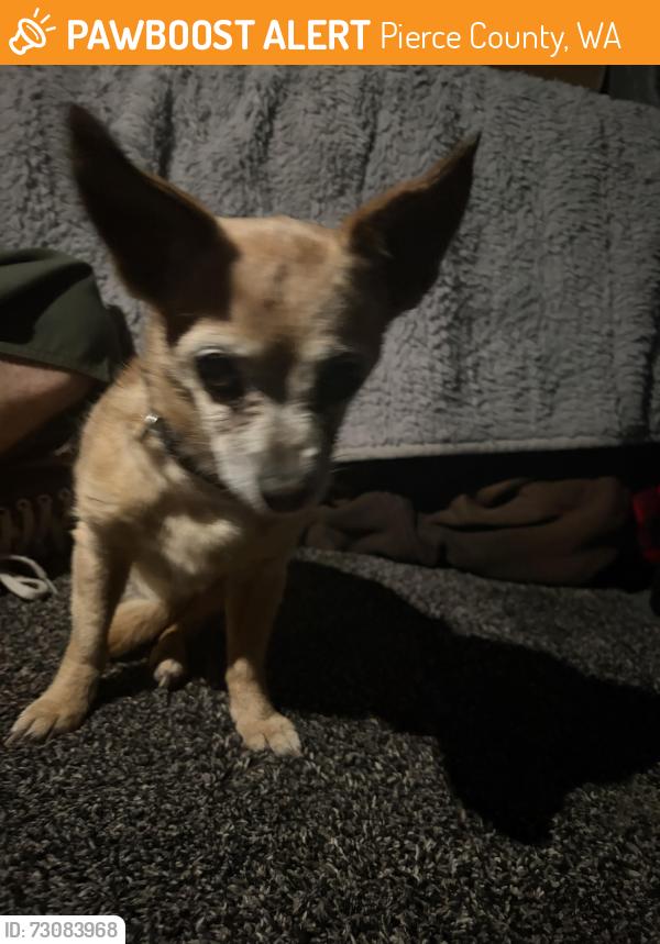 Found/Stray Female Dog last seen 332nd st e Eatonville, off of mountain highway, Pierce County, WA 98328