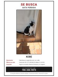 Lost Female Cat last seen Near SW 8th St, Miami, FL 33135, Miami, FL 33135