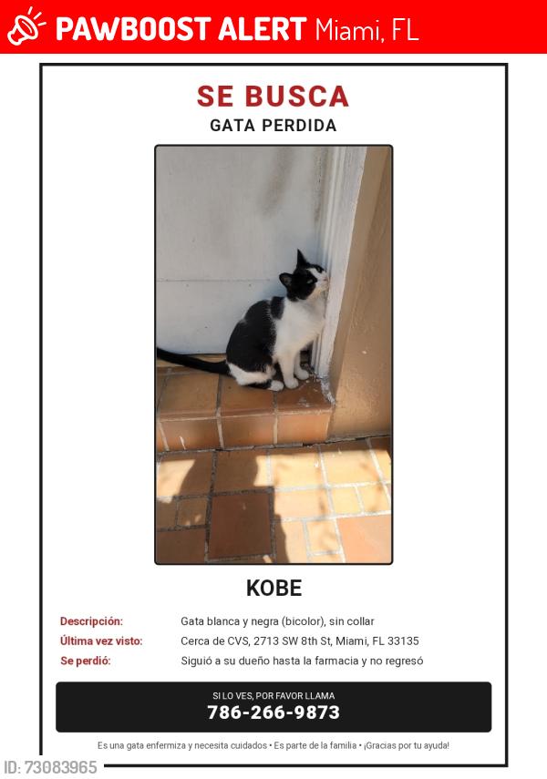 Lost Female Cat last seen Near SW 8th St, Miami, FL 33135, Miami, FL 33135