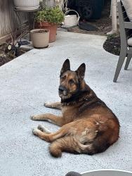 Found/Stray Male Dog last seen E 3rd St and Carroll Park E, Long Beach, CA 90814