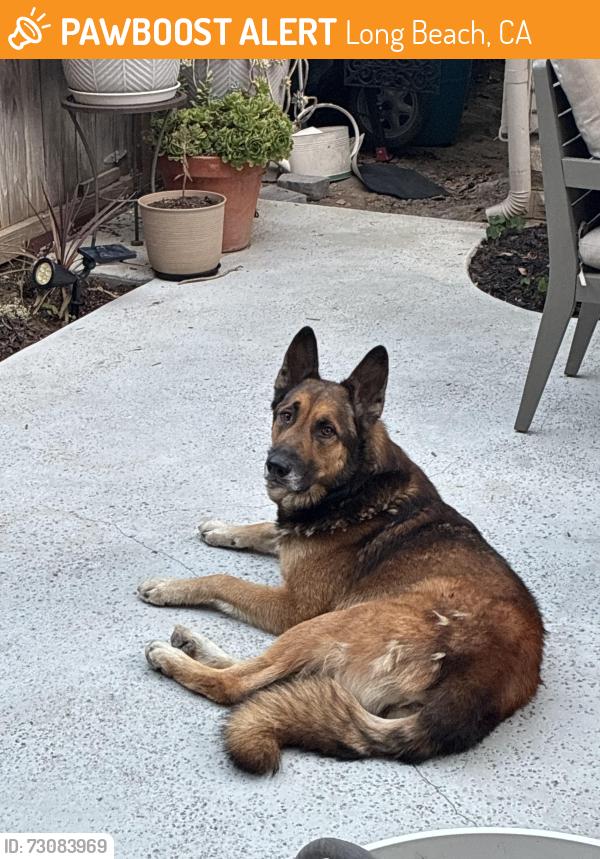 Found/Stray Male Dog last seen E 3rd St and Carroll Park E, Long Beach, CA 90814