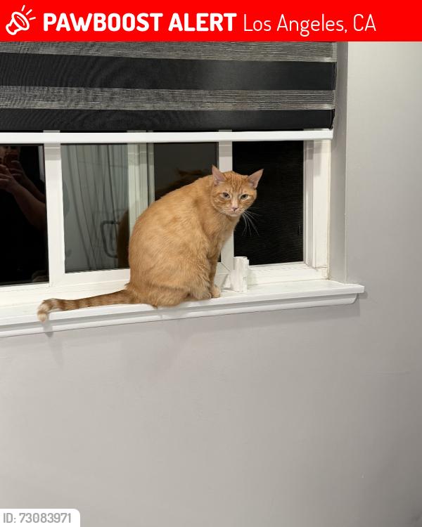 Lost Male Cat last seen Killmore ave, Porter Ranch, Los Angeles, CA 91326