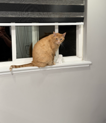Lost Male Cat last seen Killmore ave, Porter Ranch, Los Angeles, CA 91326