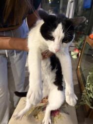 Found/Stray Unknown Cat last seen Bridgeland, Calgary, AB 