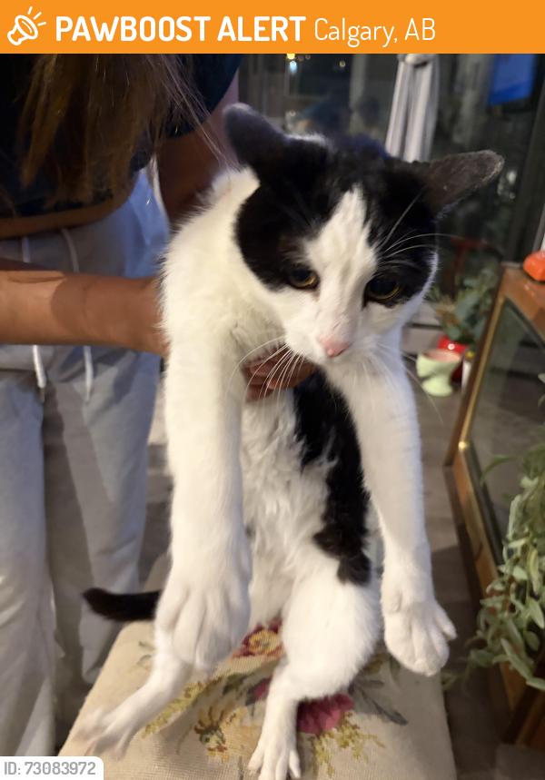 Found/Stray Unknown Cat last seen Bridgeland, Calgary, AB 