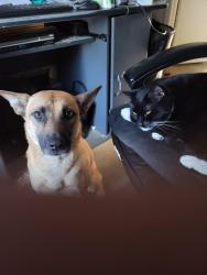 Lost Female Dog last seen Hickory Track & Hickory Track Pass 8:50PM 7/2/2026, Ocala, FL 34472