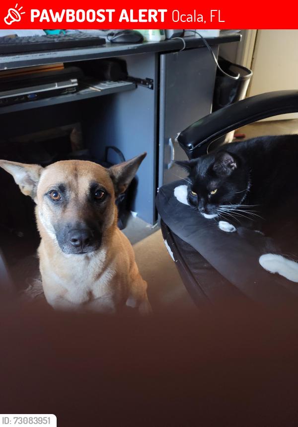 Lost Female Dog last seen Hickory Track & Hickory Track Pass 8:50PM 7/2/2026, Ocala, FL 34472