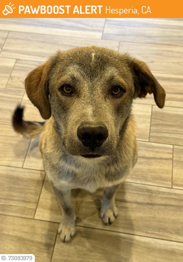 Found/Stray Male Dog last seen Maple elementary school, Hesperia, CA 92340
