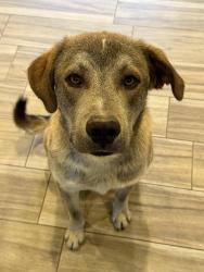 Found/Stray Male Dog last seen Maple elementary school, Hesperia, CA 92340