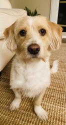 Lost Male Dog last seen Buckwheat Dr, Nampa, ID 83686