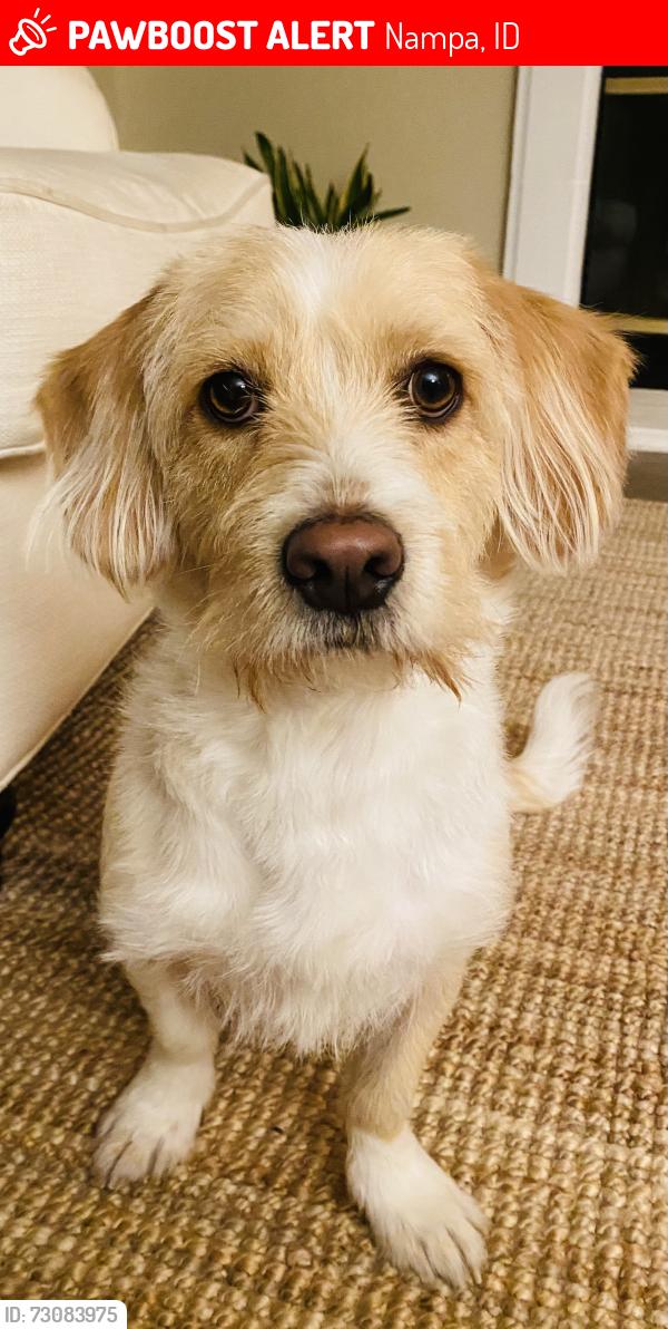 Lost Male Dog last seen Buckwheat Dr, Nampa, ID 83686