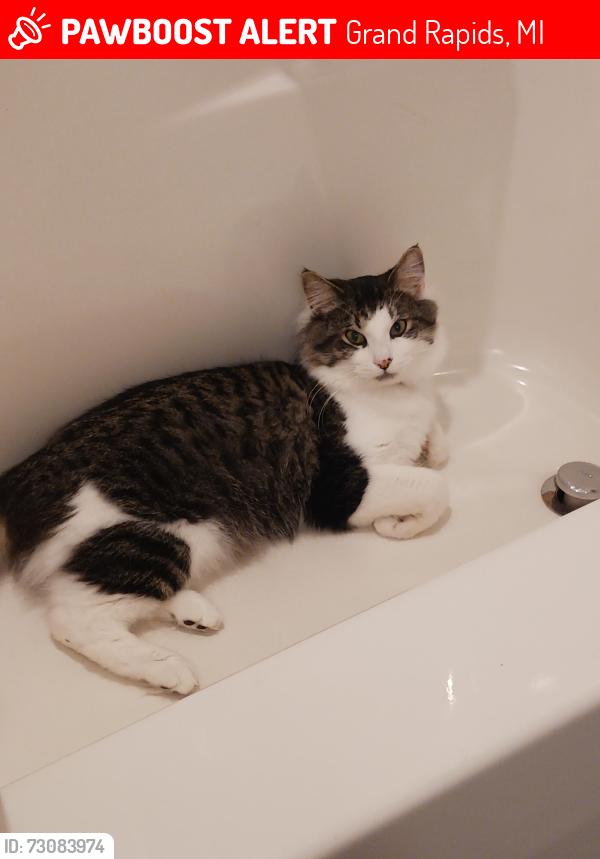 Lost Female Cat last seen Near Devonwood Dr NE 49525, Grand Rapids, MI 49525