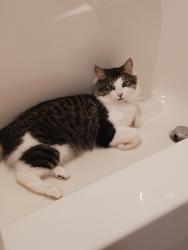 Lost Female Cat last seen Near Devonwood Dr NE 49525, Grand Rapids, MI 49525