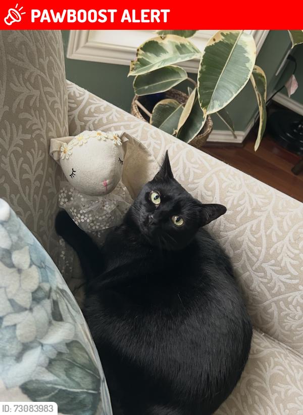 Lost Female Cat last seen william otty rd, happy valley, or, Clackamas County, OR 97266
