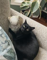 Lost Female Cat last seen william otty rd, happy valley, or, Clackamas County, OR 97266