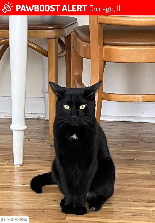 Lost Male Cat last seen Near N Clark St, Chicago, IL 60626, Chicago, IL 60626