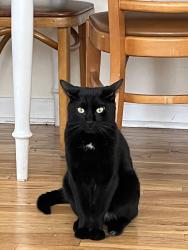 Lost Male Cat last seen Near N Clark St, Chicago, IL 60626, Chicago, IL 60626