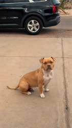 Lost Female Dog last seen Near s mountain road Apache junction az 85120, Apache Junction, AZ 85120