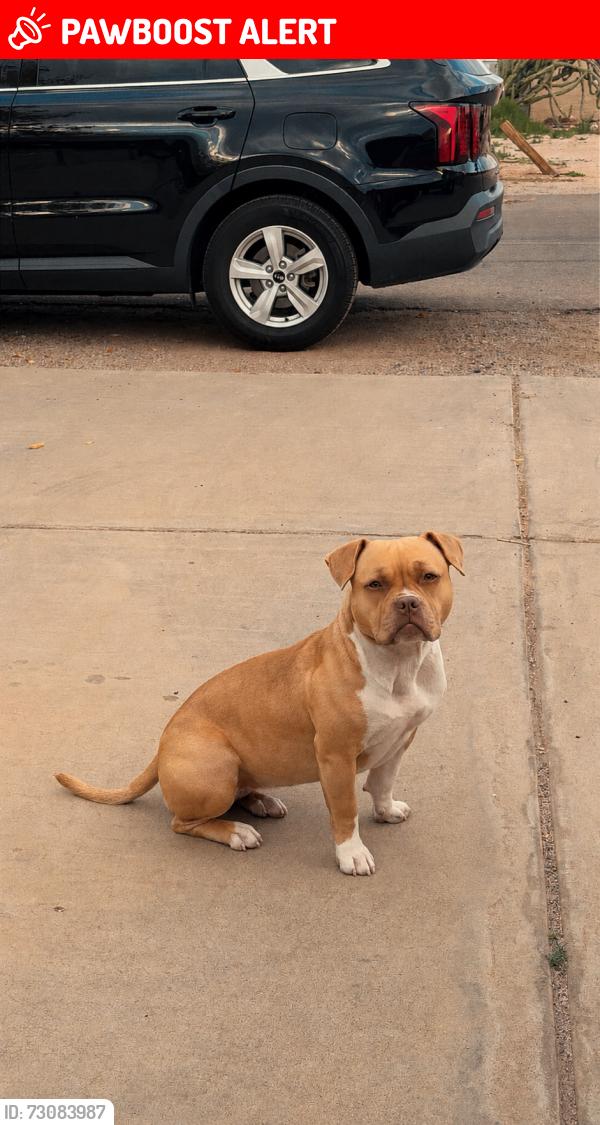 Lost Female Dog last seen Near s mountain road Apache junction az 85120, Apache Junction, AZ 85120