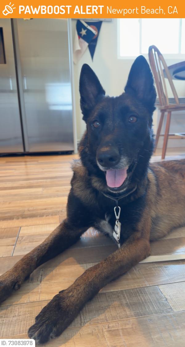 Found/Stray Female Dog last seen Clay street in Newport Beach, Newport Beach, CA 92663