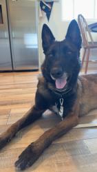 Found/Stray Female Dog last seen Clay street in Newport Beach, Newport Beach, CA 92663