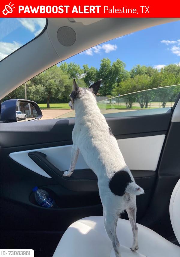 Lost Female Dog last seen Near s sylvan avenue, Palestine, TX 75801