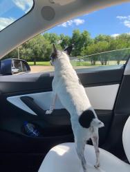 Lost Female Dog last seen Near s sylvan avenue, Palestine, TX 75801