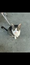 Lost Male Cat last seen Hanna st, Gilroy, CA 95020