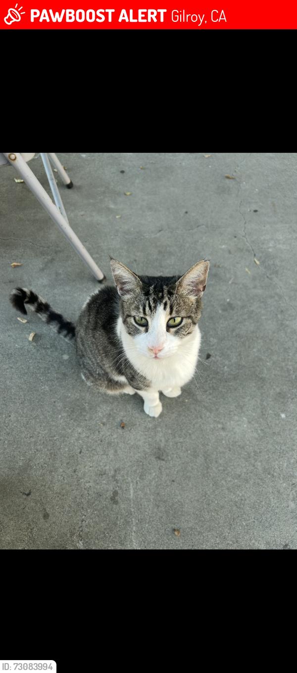 Lost Male Cat last seen Hanna st, Gilroy, CA 95020