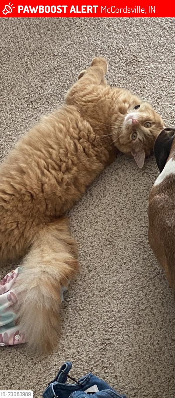 Lost Female Cat last seen Olio Rd and 900, McCordsville, IN 46055