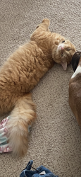 Lost Female Cat last seen Olio Rd and 900, McCordsville, IN 46055