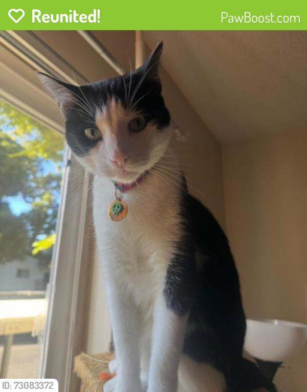 Reunited Male Cat last seen Creekside drive Walnut creek, Walnut Creek, CA 94596