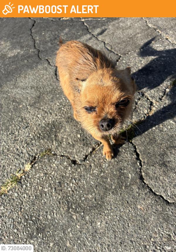 Found/Stray Male Dog last seen Olympic and Hendricks, East Los Angeles, CA 90022