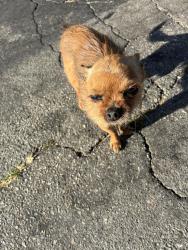 Found/Stray Male Dog last seen Olympic and Hendricks, East Los Angeles, CA 90022