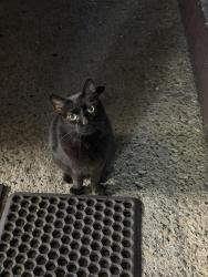 Found/Stray Female Cat last seen Near Madison street, Oakland, CA 94607
