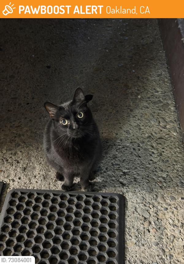 Found/Stray Female Cat last seen Near Madison street, Oakland, CA 94607