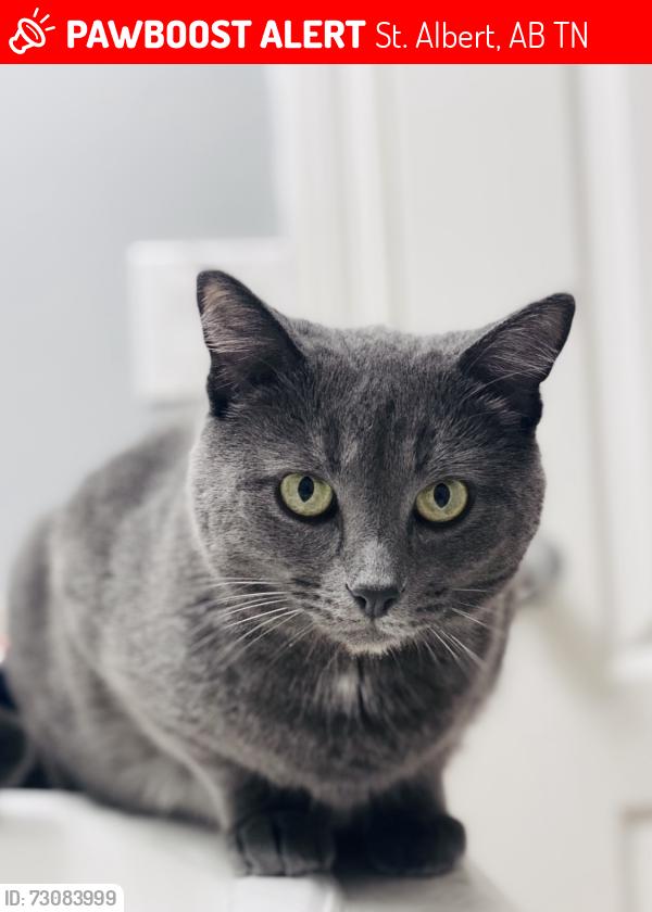 Lost Male Cat last seen Erin ridge drive/Bellrose drive/Oakvista drive, St. Albert, AB T8N