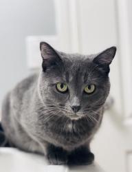 Lost Male Cat last seen Erin ridge drive/Bellrose drive/Oakvista drive, St. Albert, AB T8N