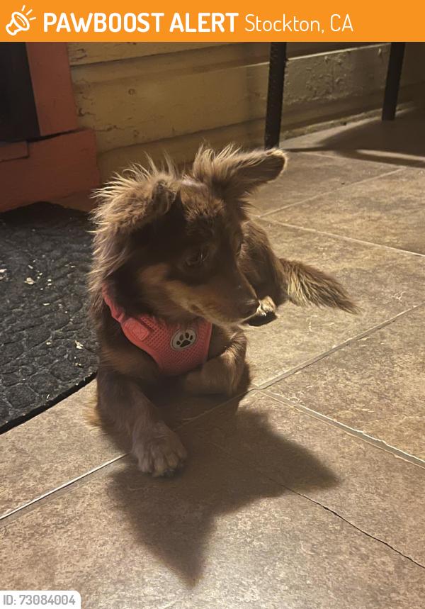 Found/Stray Female Dog last seen Hazleton st and Sierra Nevada st, Stockton, CA 95205