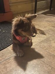 Found/Stray Female Dog last seen Hazleton st and Sierra Nevada st, Stockton, CA 95205