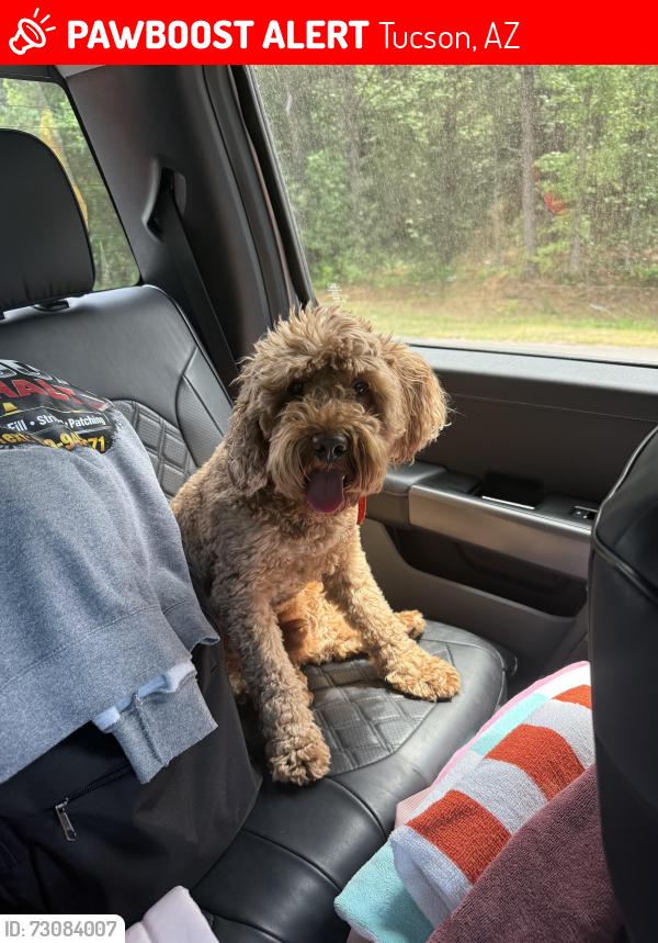 Lost Male Dog last seen Ina and Silverbell across from Crossroads Park, Tucson, AZ 85743